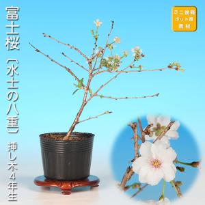 盆栽 野ばら 小町 野薔薇 ノバラ 薔薇 バラ コマチ 小品盆栽 ミニ盆栽