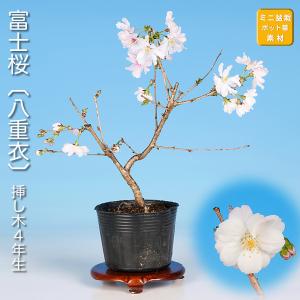 盆栽 十月桜 挿し木7年生 サクラ さくら エドヒガン 彼岸桜 八重花 桜