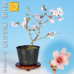 三河盆栽　フジザクラ　盆栽　さくら 盆栽 富士桜 紅乙女 サクラ さくら 桜 フジザクラ マメザクラ sakura