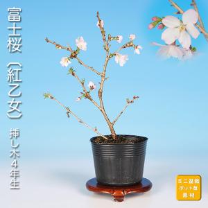 桜盆栽：富士桜 湖上の舞*＜長方青鉢＞（2025年開花終了）ふじさくら