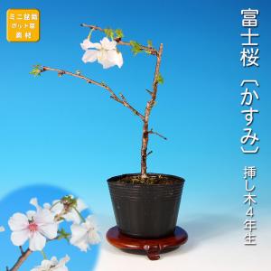富士桜 小品盆栽 中品盆栽 盆栽 紅富士桜 サクラ さくら 桜 フジザクラ マメザクラ sakura 桜盆栽