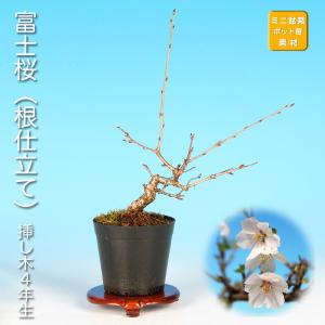 盆栽 極姫性梅もどき 梅擬 うめもどき ウメモドキ 小品盆栽 ミニ盆栽