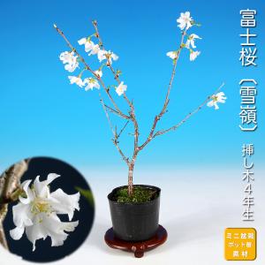 三河盆栽　おかめザクラ　おかめ桜　盆栽　サクラ　花物　太幹　花沢山 盆栽 富士桜 おかめ サクラ さくら オカメ オカメザクラ フジザクラ