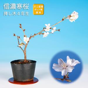 桜　(彼岸桜)　[斜幹木]　中品盆栽素材 桜 (彼岸桜) [斜幹木] 中品盆栽素材 ha00100_h.jpg