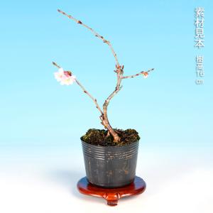 盆栽 十月桜 サクラ さくら エドヒガン 彼岸...の詳細画像1
