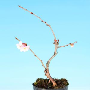盆栽 十月桜 サクラ さくら エドヒガン 彼岸...の詳細画像2