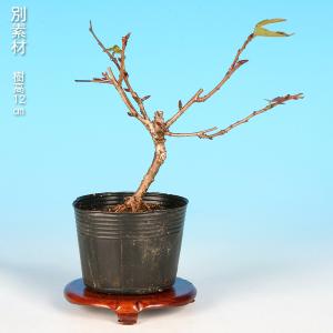 盆栽 十月桜 サクラ さくら エドヒガン 彼岸...の詳細画像3