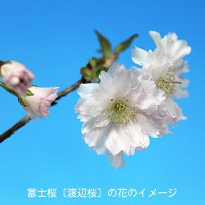 盆栽 十月桜 サクラ さくら エドヒガン 彼岸...の詳細画像4