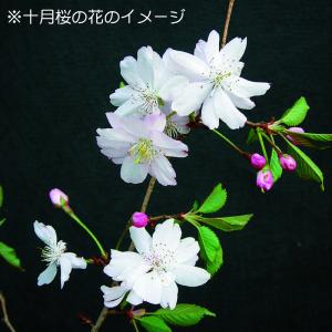 盆栽 十月桜 サクラ さくら エドヒガン 彼岸...の詳細画像5