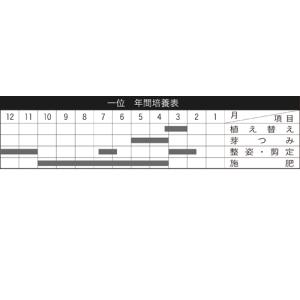 ミニ盆栽 「黄金キャラボク」の詳細画像1