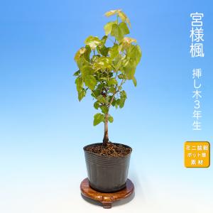 盆栽 荒皮いぼた イボタ 水蝋 小品盆栽 ミニ盆栽 盆栽素材 苗木 実物
