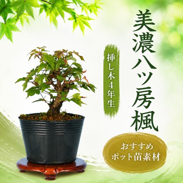 盆栽 美濃八ッ房楓 挿し木4年生 7.5cmポット 楓 カエデ かえで 葉が小さい 作りやすい 小品...