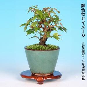 盆栽 美濃八ッ房楓 挿し木4年生 7.5cmポ...の詳細画像4