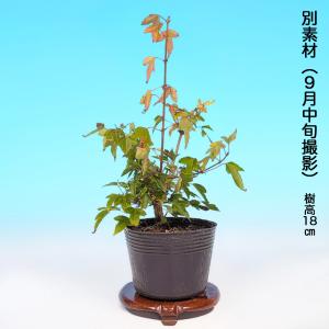 盆栽 美濃八ッ房楓 挿し木4年生 7.5cmポ...の詳細画像5