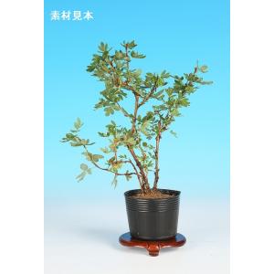 寿悦白釉長方鉢 盆栽鉢 植木鉢 盆器 pot bonsaipot juetsu ジュエツ