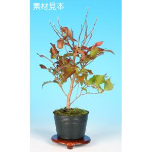 盆栽鉢 陶翠春夏秋冬山水図丸鉢4点セット 植木鉢 絵鉢 絵付鉢 色絵