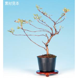 盆栽 まゆみ 雄木 マユミ 真弓 小品盆栽 ミニ盆栽 盆栽素材 苗木 実物