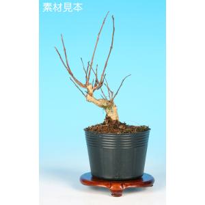 盆栽小鉢：青香(せいか)（長方鉢 12.2cm）* 資材 : 遊恵盆栽