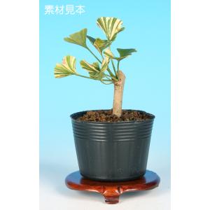 大品盆栽：糸魚川真柏【現品】*【当店へご来店引き取りの方限定