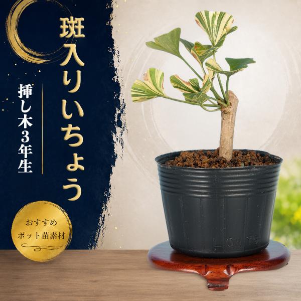 盆栽 苗 斑入りいちょう 挿し木3年生 7.5cmポット ミニ盆栽 小品盆栽 珍しい 白筋斑 黄筋斑...