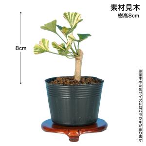 盆栽 苗 斑入りいちょう 挿し木3年生 7.5...の詳細画像3