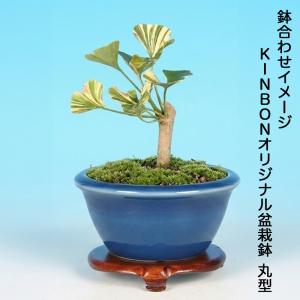 盆栽 苗 斑入りいちょう 挿し木3年生 7.5...の詳細画像4