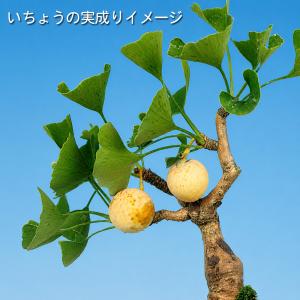盆栽 苗 斑入りいちょう 挿し木3年生 7.5...の詳細画像5