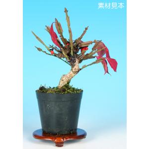 豆盆栽 ニシキギ盆栽 錦木（にしきぎ・小さな盆栽 錦木）小盆栽 4201