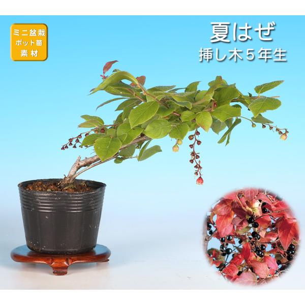 盆栽 夏はぜ 挿し木5年生 ナツハゼ 夏櫨 実物盆栽 花物盆栽 紅葉盆栽 小品盆栽 ミニ盆栽 初心者...