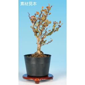 ミニ盆栽 「そなれ」 : 盆栽彩都ヤフー店 - 通販 - Yahoo!ショッピング