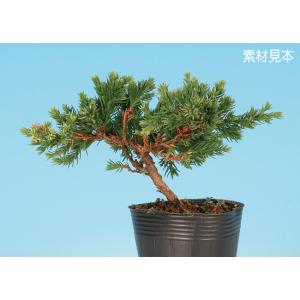 中品盆栽：糸魚川真柏【現品】*【大型ヤマト便配送】 【送料無料