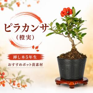 盆栽 一品盆栽 「老爺柿」ローヤ柿 ローヤガキ 雑木盆栽 実物盆栽 大型