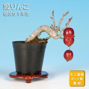 盆栽彩都ヤフー店 - Yahoo!ショッピング