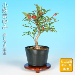 盆栽 サルナシ 樹高鉢底より約40cm 盆栽 サルナシ 樹高鉢底より約40cm