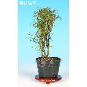 盆栽 ミニ盆栽 「楓 挿し木3年生」 カエデ かえで 小品 葉物 苗木