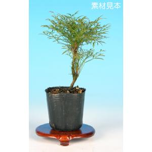 盆栽 るりびょうたん ルリビョウタン 瑠璃瓢箪 花付きがよい 実もよく