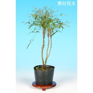 盆栽 特選：雪柳石付(ゆきやなぎ)現品*ユキヤナギ Yukiyanagi bonsai