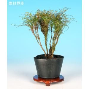 盆栽小鉢：美芸（常滑）六角鬼面足面付鉢 15.5cm*資材 : 遊恵盆栽