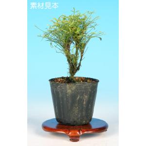 盆栽 縮緬かずら 極小葉性 挿し木6年生 7.5cmポット 小品盆栽 ミニ盆栽