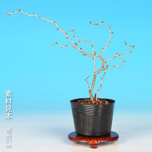 盆栽 富士桜 湖上の舞 枝が自然と曲がる サク...の詳細画像1