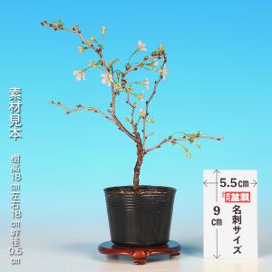 盆栽 富士桜 湖上の舞 枝が自然と曲がる サク...の詳細画像1