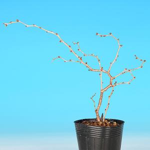 盆栽 富士桜 湖上の舞 枝が自然と曲がる サク...の詳細画像2