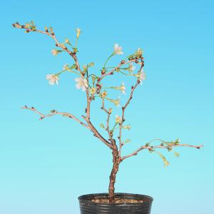 盆栽 富士桜 湖上の舞 枝が自然と曲がる サク...の詳細画像2