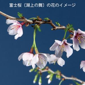 盆栽 富士桜 湖上の舞 枝が自然と曲がる サク...の詳細画像3