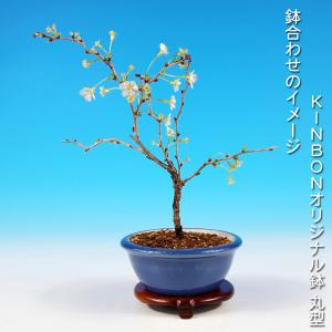 盆栽 富士桜 湖上の舞 枝が自然と曲がる サク...の詳細画像4