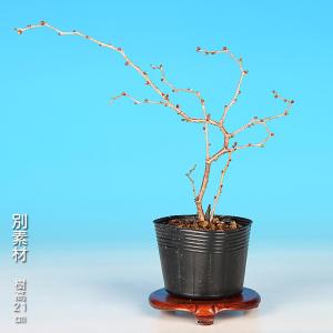 盆栽 富士桜 湖上の舞 枝が自然と曲がる サク...の詳細画像5