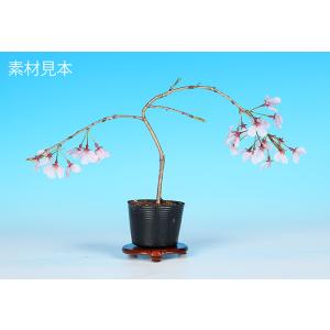 ミニ盆栽 「神山しだれ桜」 サクラ さくら sa...の商品画像