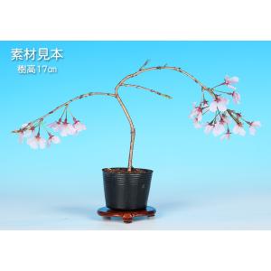 盆栽 桜 神山しだれ桜 サクラ さくら 桜 シ...の詳細画像1