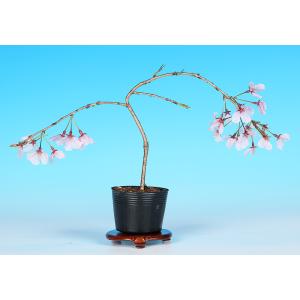 盆栽 桜 神山しだれ桜 サクラ さくら 桜 シ...の詳細画像2