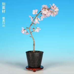 盆栽 桜 神山しだれ桜 サクラ さくら 桜 シ...の詳細画像3